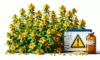 Herbal Interactions with Medications in the UK Context