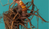 Supplements for Menopause: Natural Wellbeing Solutions