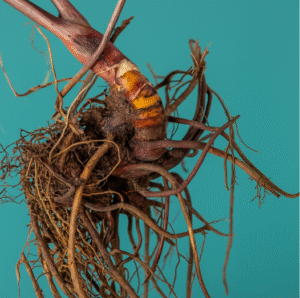 Supplements for Menopause: Natural Wellbeing Solutions