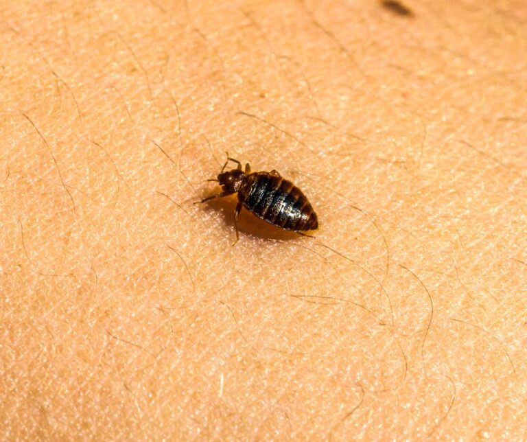 Bed Bug Infestations: Identify, Treat, and Prevent Effectively