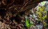 Belizean Caves: An Insight into Archaeology and Biodiversity