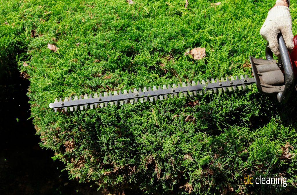 Hedge Trimming Tips for a Stunning Garden in West Coker