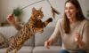 Bengal Cat Exercise Needs: Essential Tips for a Healthy Life