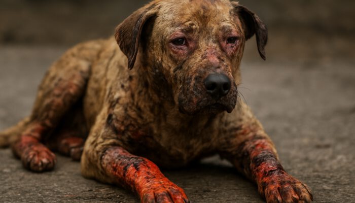 Burn Wound Care for Pets: Key Tips for Effective Healing
