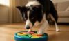 Border Collie Mental Stimulation Tips You Need to Know