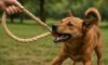 Hemp Leashes for Dogs: Strong, Durable Choices Available