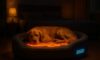 Temperature-Controlled Beds for Pets: Exceptional Comfort Options