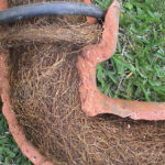 Tree Roots in Drains: Tackling the Sutherland Shire Problem